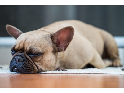 How To Best Treat A Frenchie's Upset Stomach